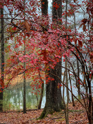 8th Dec 2022 - Homestead Trail Fall Colors