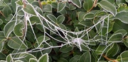 12th Dec 2022 - Spiders Web