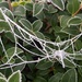 Spiders Web by fishers