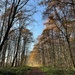 Forest walk in winter  by ctst