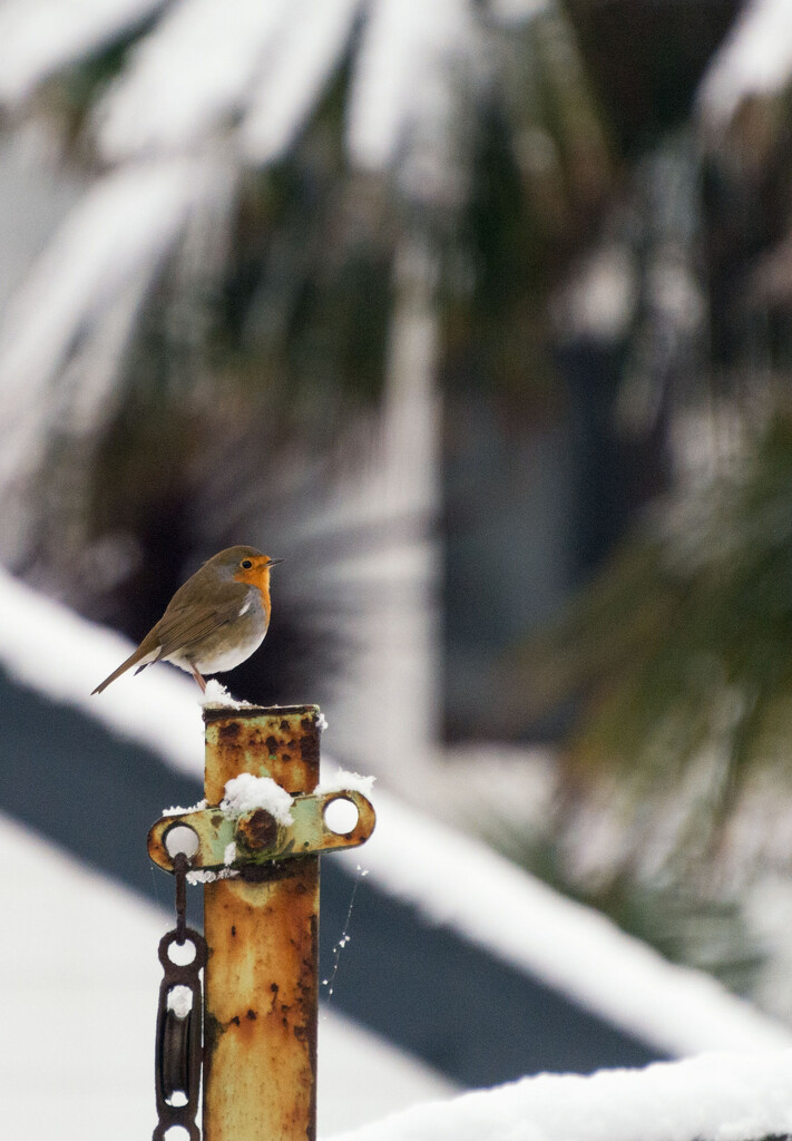 Robin in the snow by rumpelstiltskin