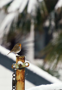 12th Dec 2022 - Robin in the snow