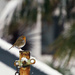 Robin in the snow by rumpelstiltskin