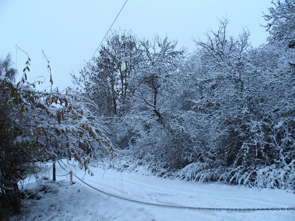 Snowy Lane by arkensiel
