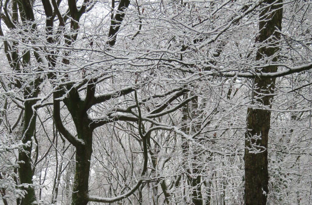 A light dusting of snow made the woods look magical today by anitaw