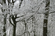 12th Dec 2022 - A light dusting of snow made the woods look magical today