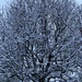 Snowy Tree by cataylor41