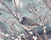 12th Dec 2022 - Another Junco...