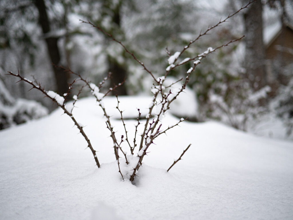 Snow Does its Best to Soften the Thorns by heftler