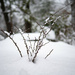 Snow Does its Best to Soften the Thorns by heftler