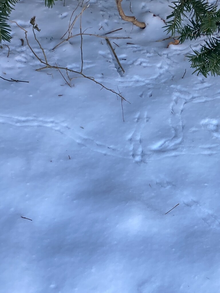 Tracks in the Snow by spanishliz