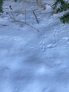 12th Dec 2022 - Tracks in the Snow