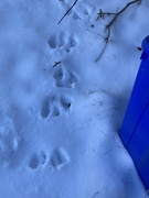 12th Dec 2022 - More Tracks in the Snow