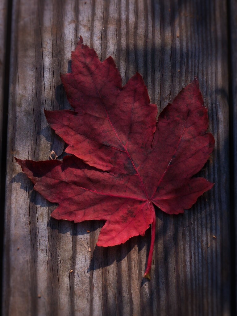 The last fallen maple leaf... by marlboromaam
