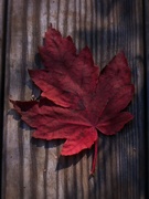 13th Dec 2022 - The last fallen maple leaf...