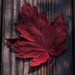 The last fallen maple leaf... by marlboromaam