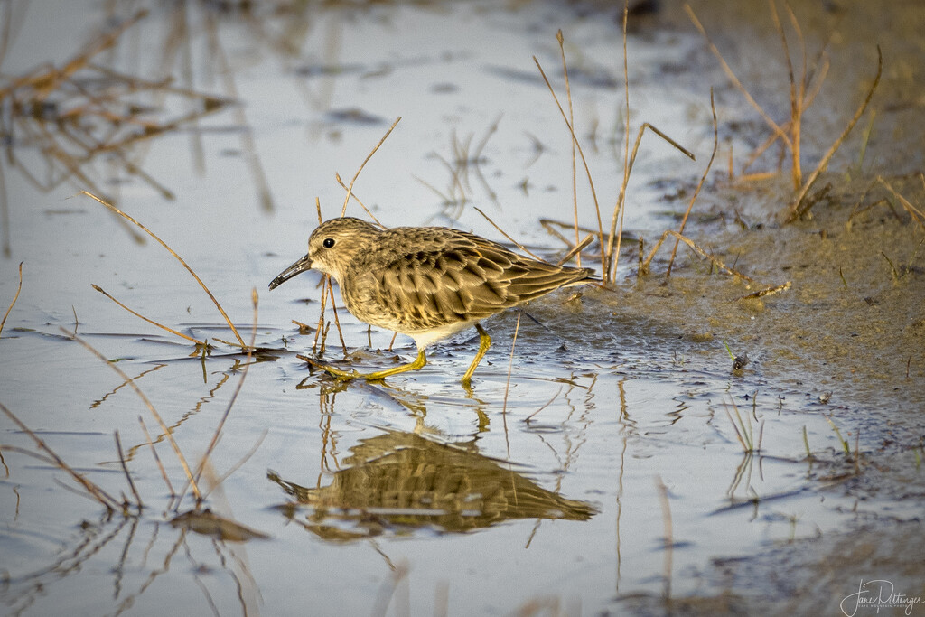 Least Sandpiper and Reflection by jgpittenger