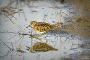 12th Dec 2022 - Least Sandpiper and Reflection