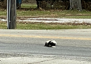 12th Dec 2022 - Dead Skunk in the Middle of the Road, Stinking to High Heaven