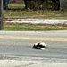 Dead Skunk in the Middle of the Road, Stinking to High Heaven by cdonohoue