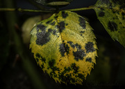 10th Dec 2022 - Speckled Rose Leaf