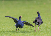 14th Oct 2022 - Pūkeko gearing up for a fight! - left one looks angry