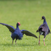 Pūkeko gearing up for a fight! - left one looks angry by creative_shots
