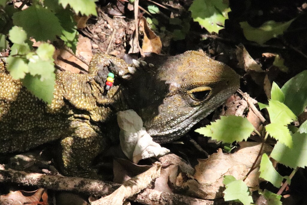 Tuatara. Back to Zealandia. The Tuatura are a rare medium sized reptile often described as a "living fossil".Some were introduced to Zealandia to protect the species , and have the beads to identify them. Found basking in the sum, as you do if you're a Tuatara by 365jgh