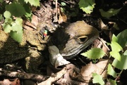 5th Dec 2022 - Tuatara. Back to Zealandia. The Tuatura are a rare medium sized reptile often described as a "living fossil".Some were introduced to Zealandia to protect the species , and have the beads to identify them. Found basking in the sum, as you do if you're a Tuatara