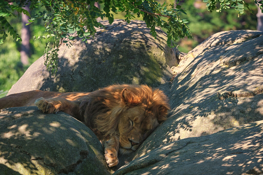 The Lion Sleeps Tonight by helenw2