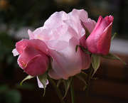 20th Nov 2022 - Pink rose