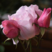 Pink rose by dkbarnett