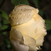 Yellow rose with raindrops by dkbarnett