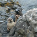 Seal Pups by yorkshirekiwi