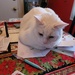 Christmas card helper by scoobylou