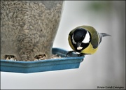 13th Dec 2022 - Mr Great Tit