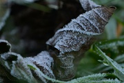 13th Dec 2022 - Frosty leaf........