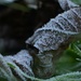 Frosty leaf........ by ziggy77