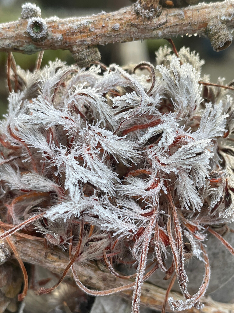 Frosted Seed Head by 365projectmaxine