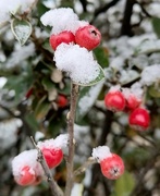 13th Dec 2022 - Berries in the Snow