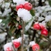 Berries in the Snow by fishers