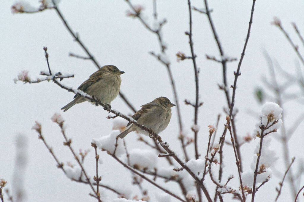 Snowy sparrows by rumpelstiltskin