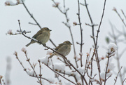 13th Dec 2022 - Snowy sparrows