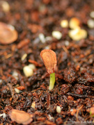 7th Jul 2022 - Milkweed sprouting