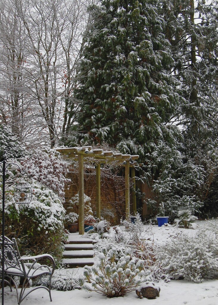 A Winter view of our garden by anitaw