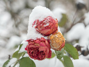 13th Dec 2022 - Winter roses
