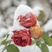 Winter roses by haskar