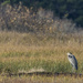 Blue Heron on a Log  by jgpittenger