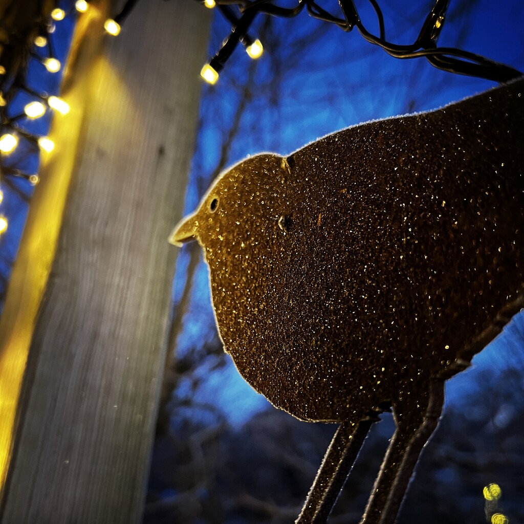 Frosty bird by mastermek