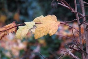 12th Dec 2022 - De Rigueur Autumn Leaves 2